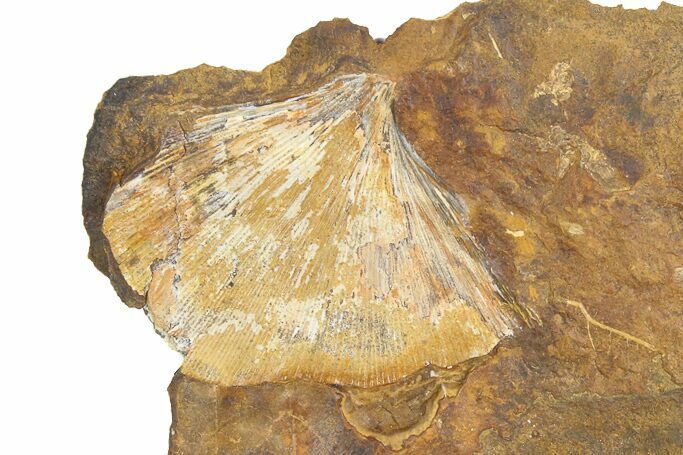 Fossil Ginkgo Leaf From North Dakota - Paleocene #78083